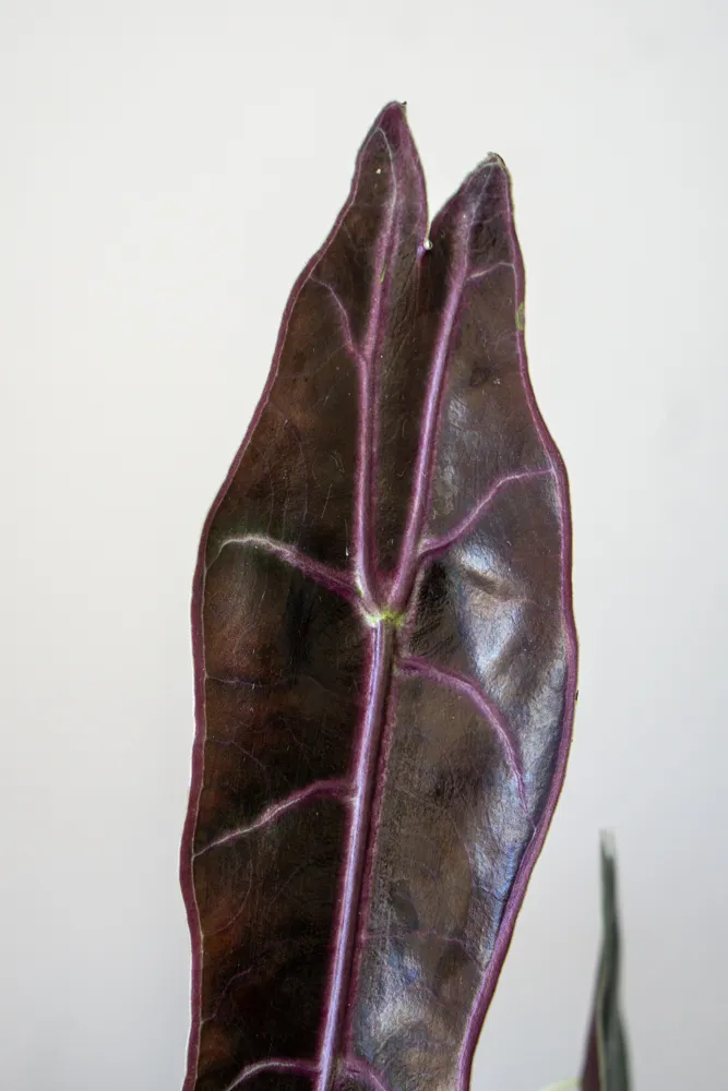 Alocasia Longiloba Purple