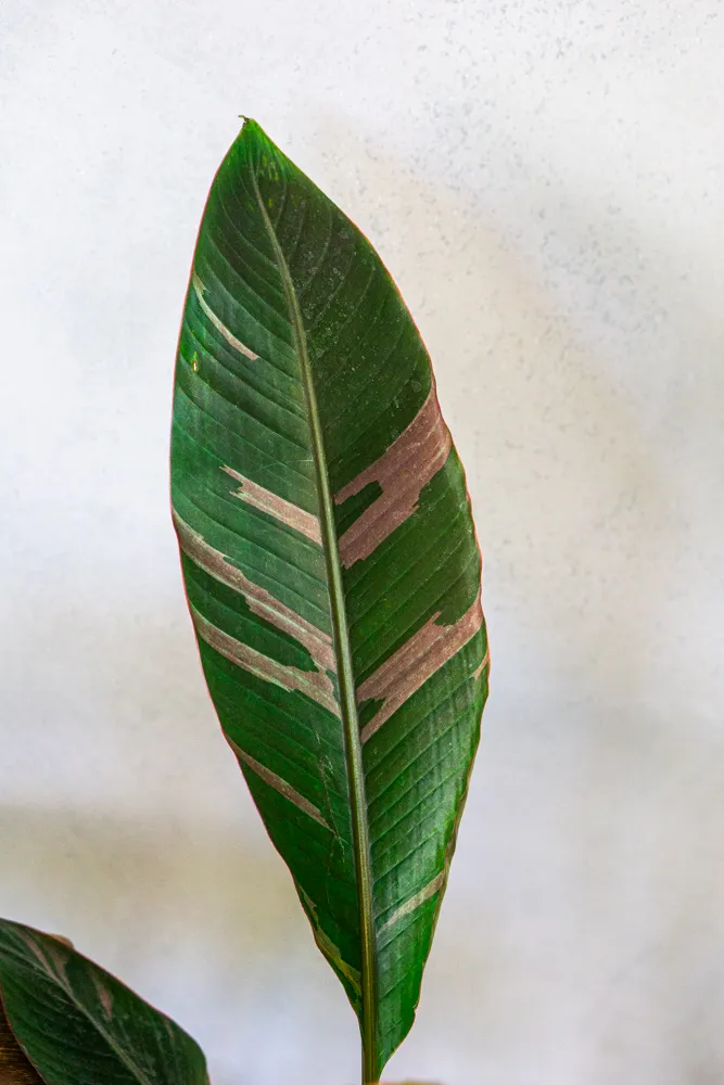 XXL Musa Nono Pink Variegata - Ružový banánovník (LEN OSOBNÝ ODBER)