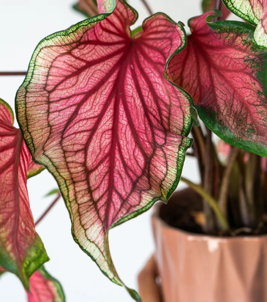 Caladium Sweetheart