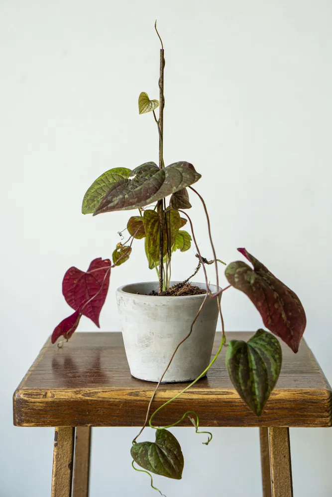 Dioscorea dodecaneura discolor 