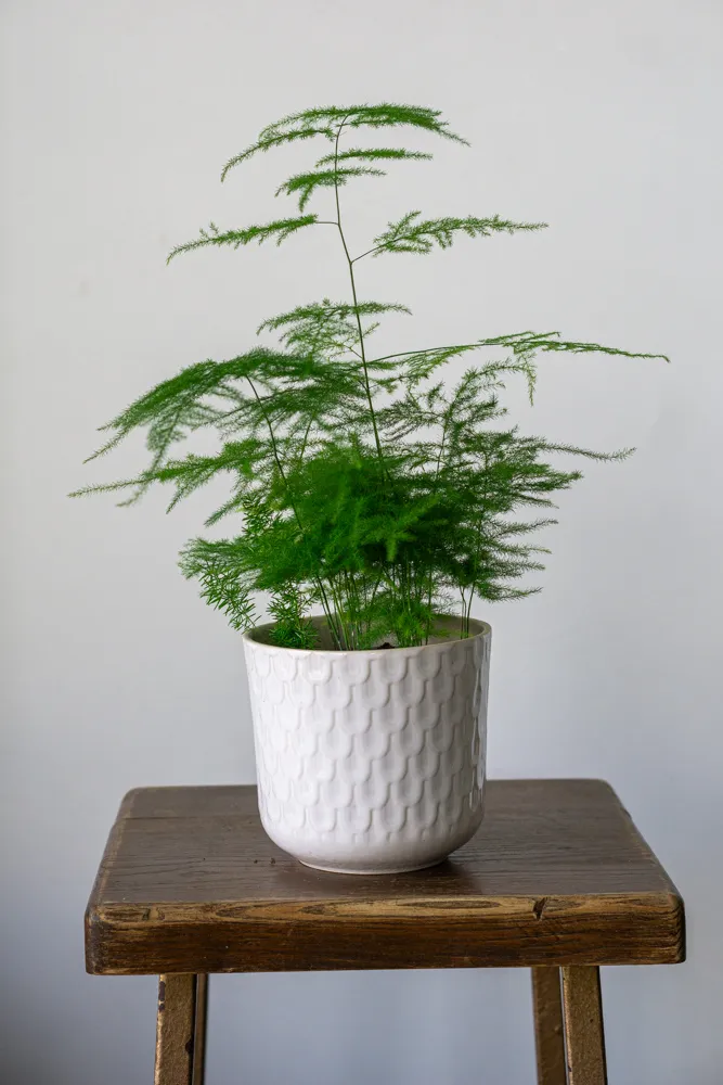 Asparagus Setaceus Plumosus
