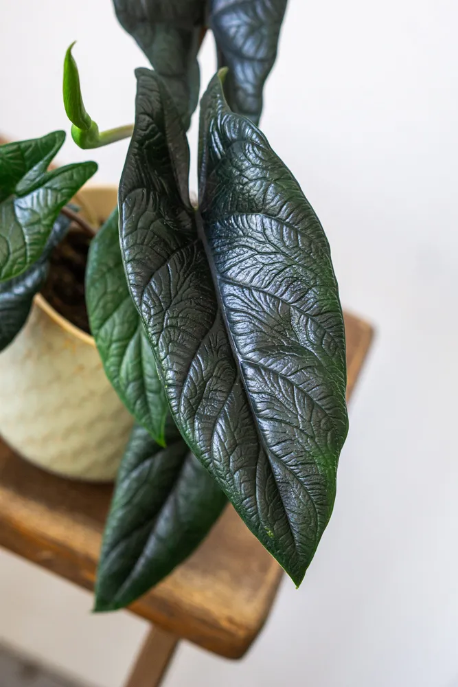 Alocasia Scalprum