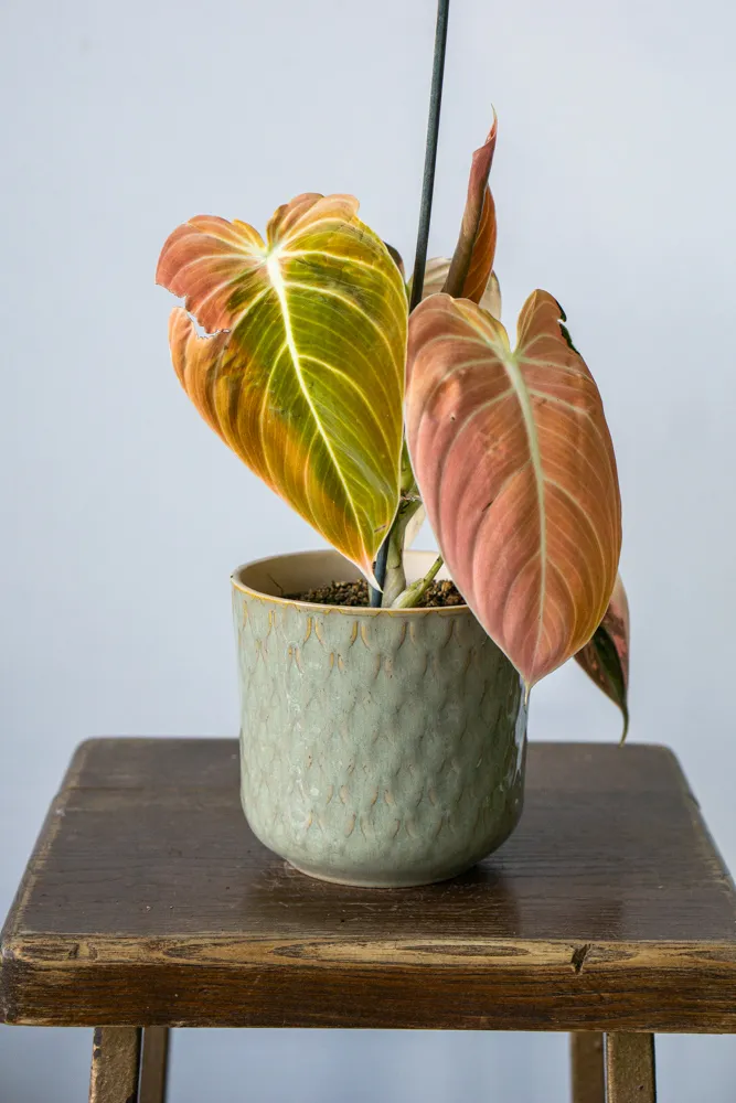🦄✨ Philodendron Melanochrysum variegata (unicorn) - (02)