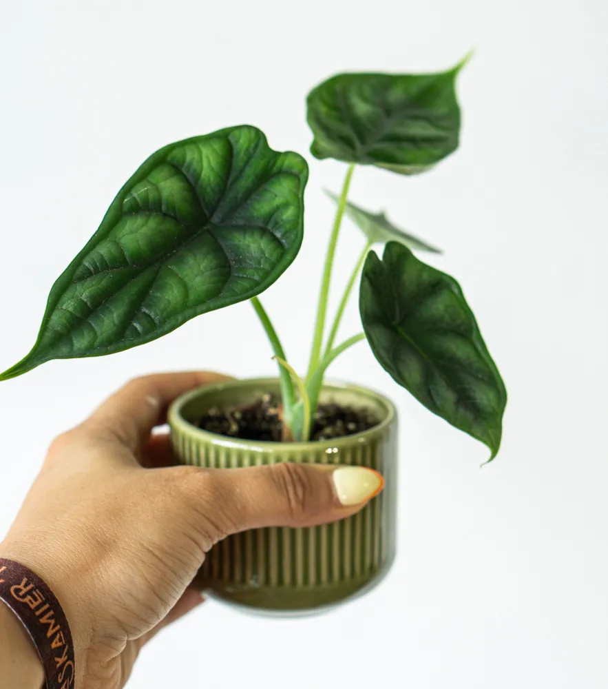 Baby Alocasia Baginda Dragon Scale
