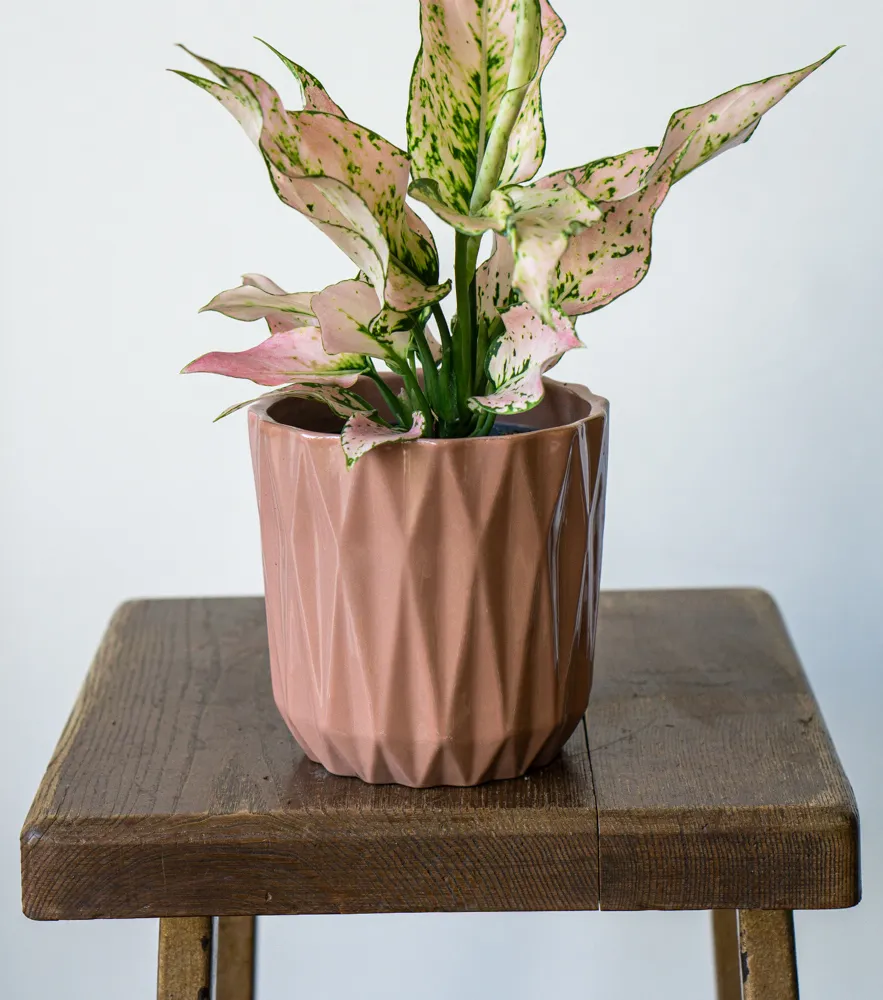 Aglaonema Rosy