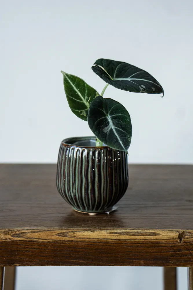 Baby Alocasia Black Velvet Pink varegata (Poňák)