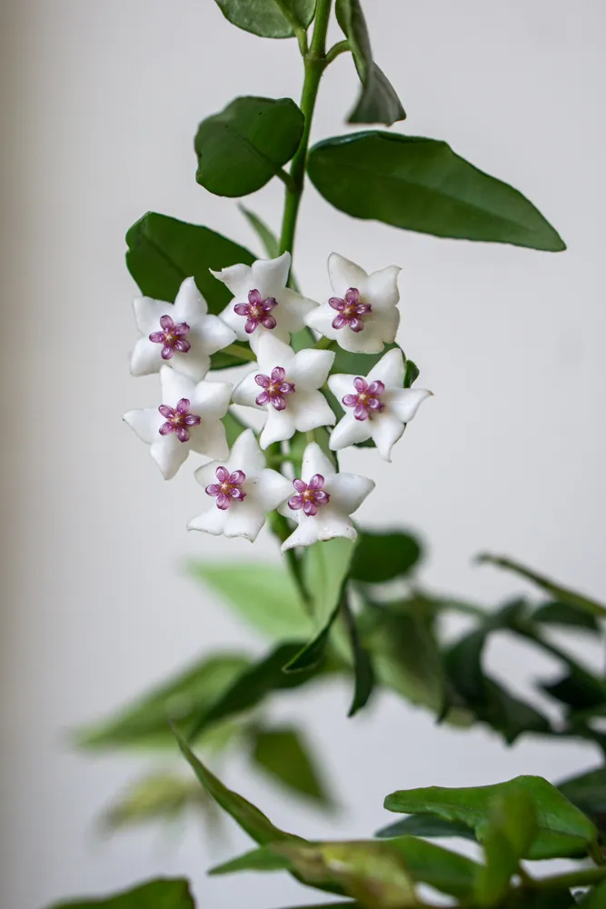 Hoya Bella (niektoré kvitnú)
