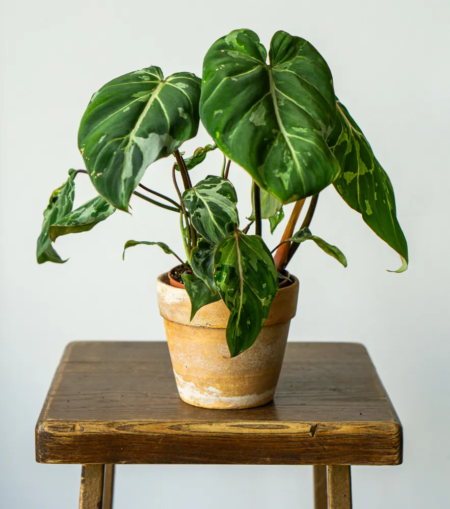 🦄 Philodendron Gloriosum Snow Leopard (náhodný)