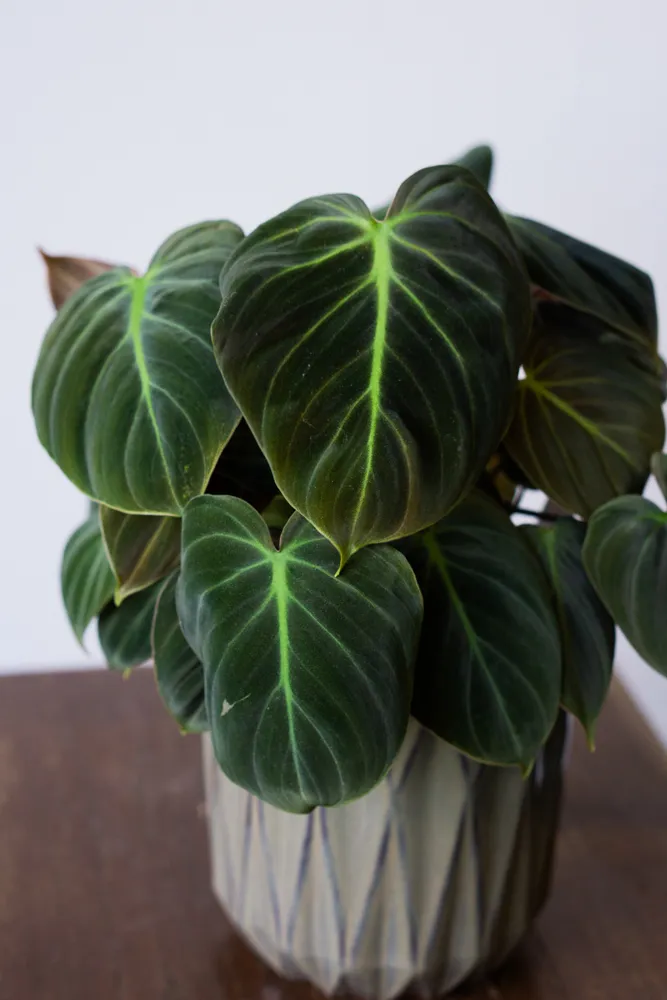 Philodendron El Choco red /rubrijuvenile