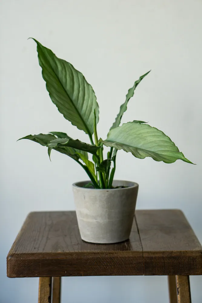 Spathiphyllum Blue Ice
