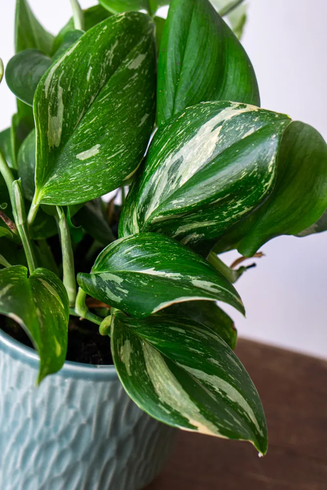 Scindapsus pictus ‘Rubicon’