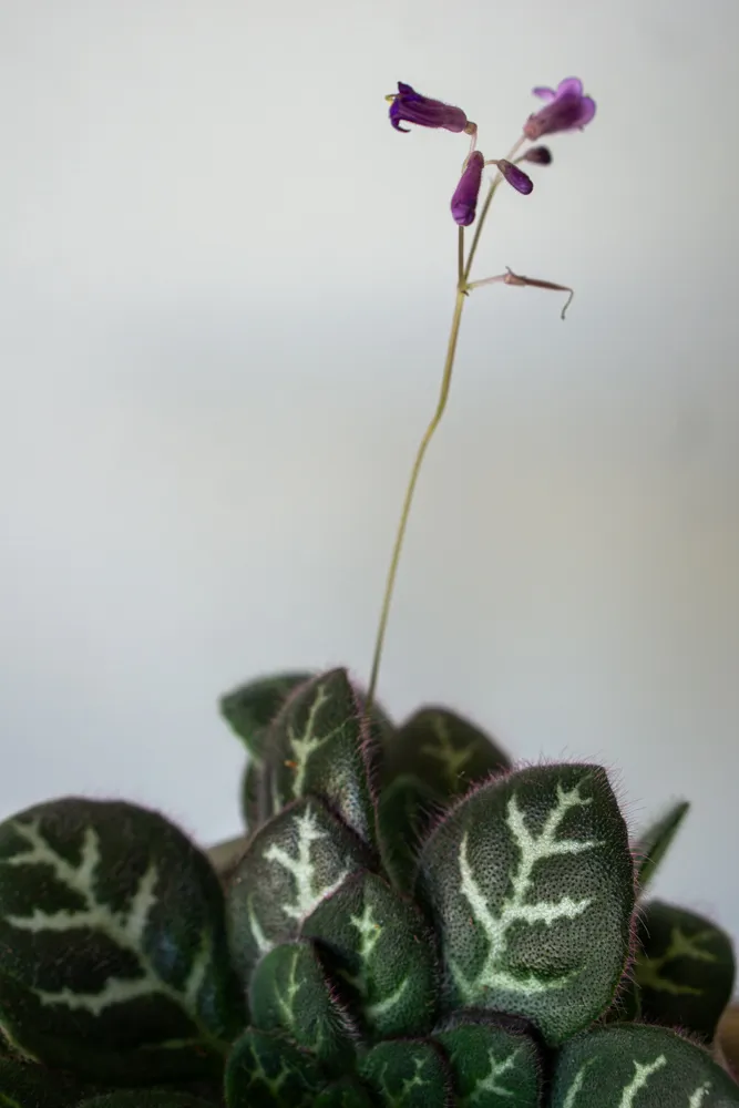 Primulina sinovietnamica (pomaly odkvitajú)