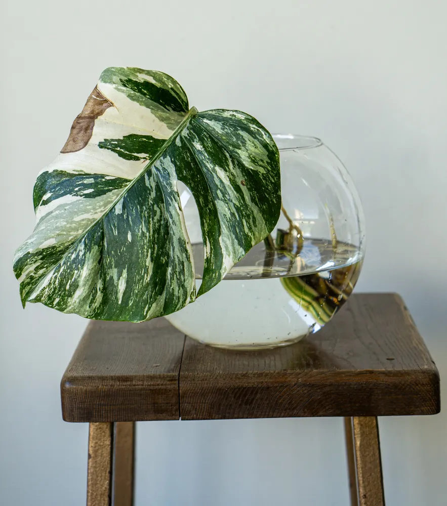 ADOPCIA: Monstera albo Mateo