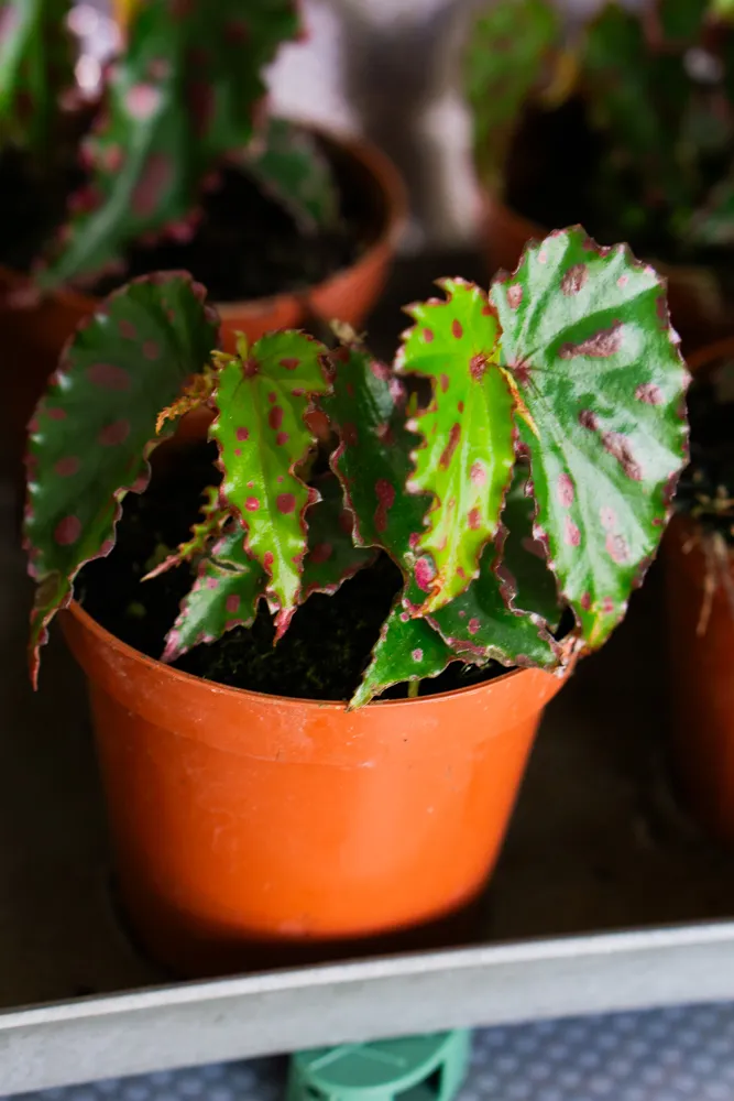 Begonia amphioxus × malachosticta (Pink Dottie)