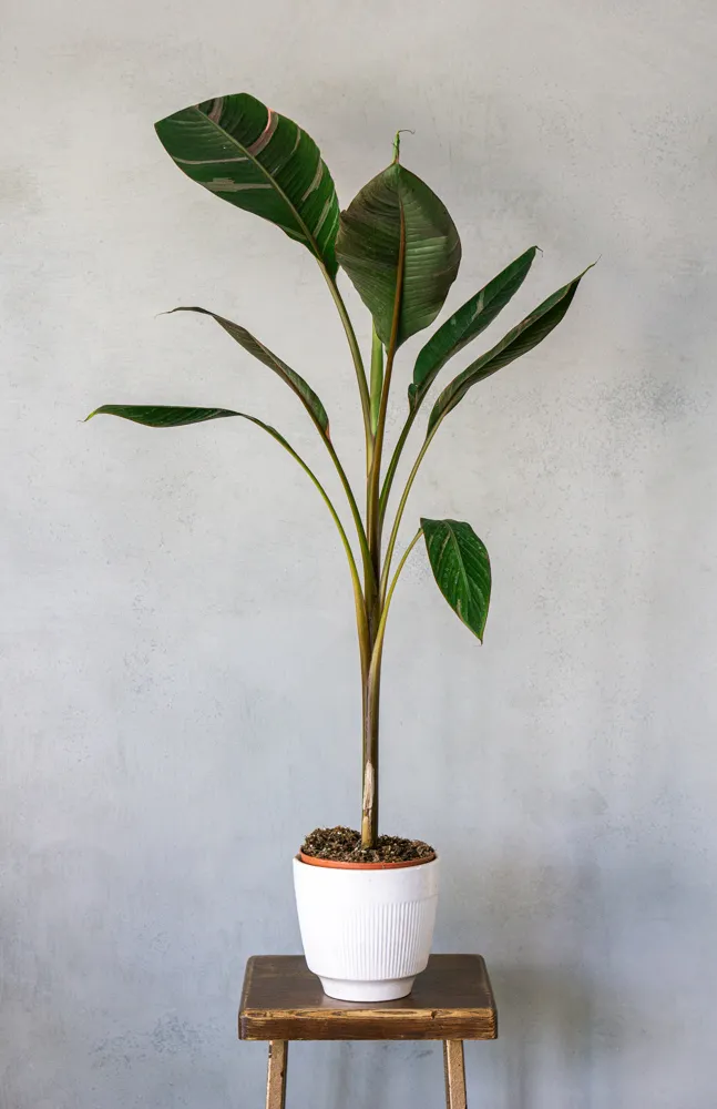 XXL Musa Nono Pink Variegata - Ružový banánovník (LEN OSOBNÝ ODBER)