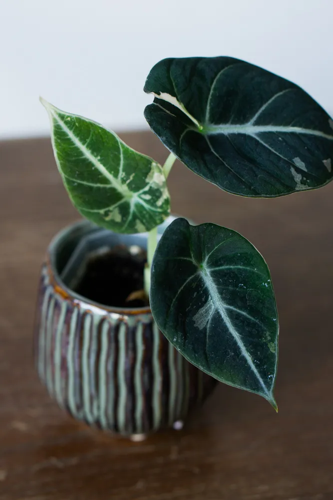 Baby Alocasia Black Velvet Pink varegata (Poňák)