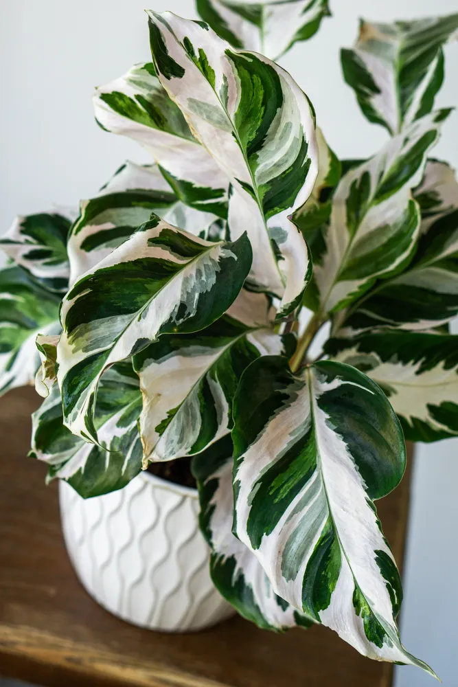 Calathea 'White Fusion' (Zachráň ma)