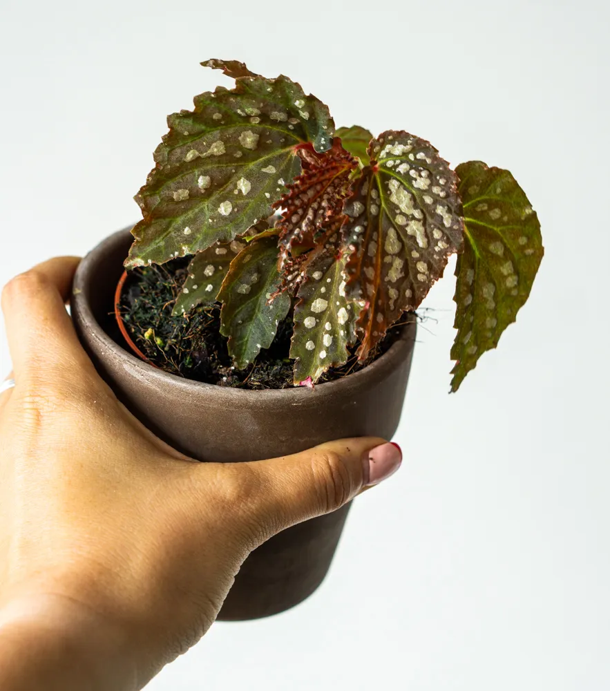 Begonia NOID (2)