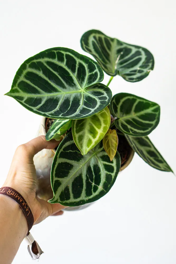 Anthurium Silver Blush