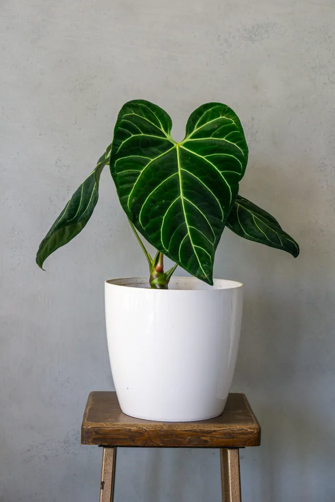 Anthurium Regale XXL