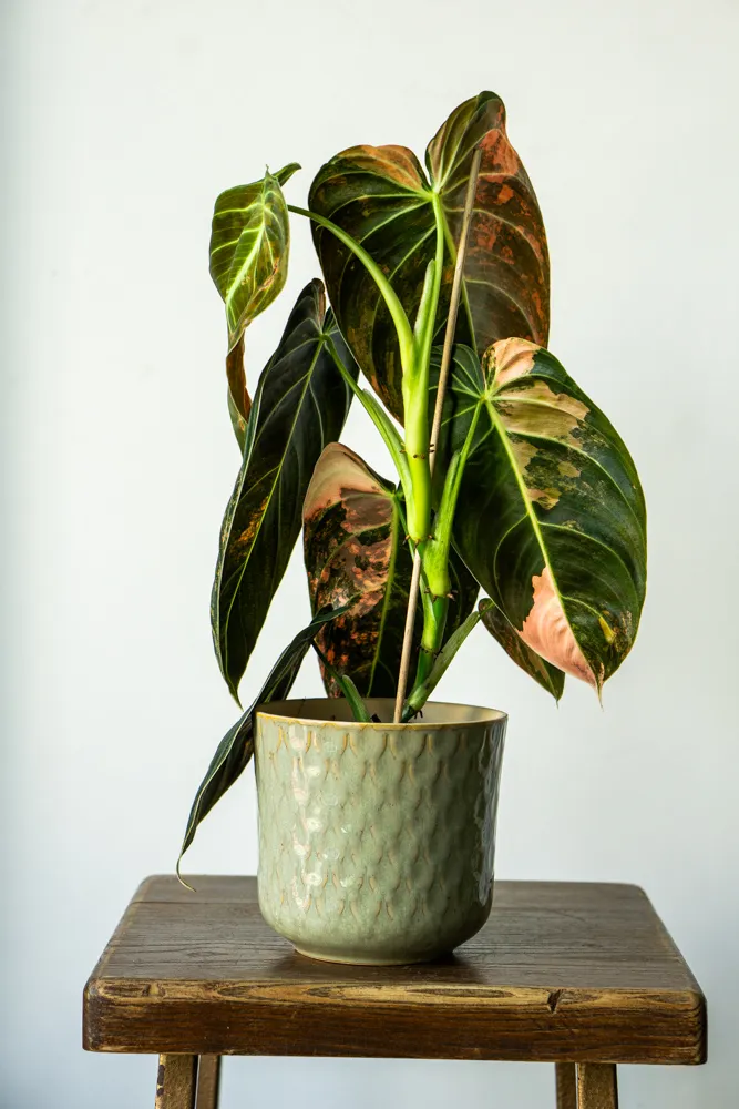 🦄✨ Philodendron Melanochrysum variegata (unicorn) - (04)