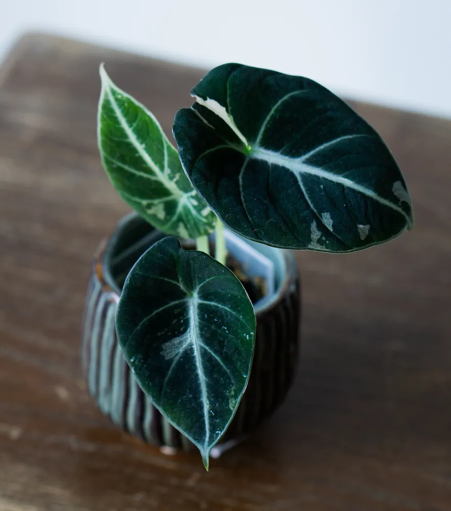Baby Alocasia Black Velvet Pink varegata (Poňák)