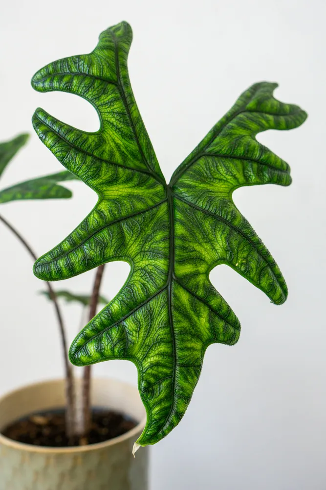 Alocasia Jacklyn