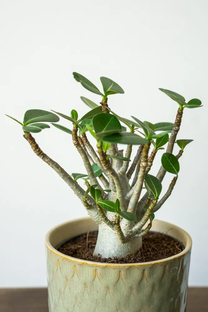 Adenium ansu Baobab – Púštna ruža