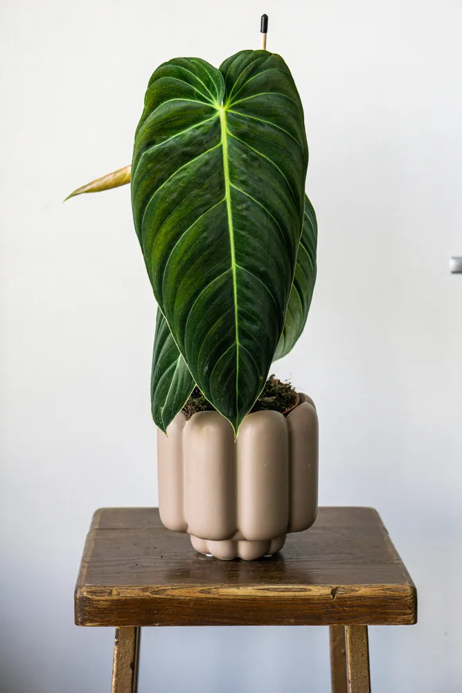 Philodendron Melanochrysum