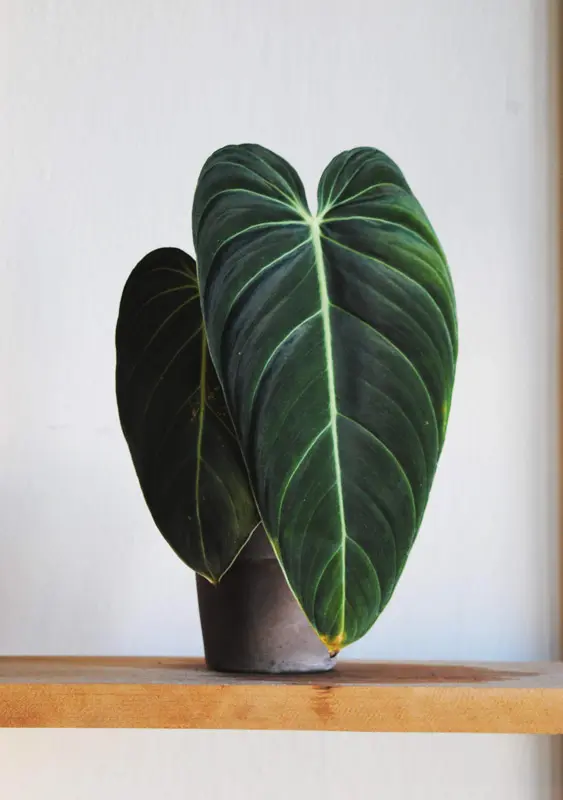 Philodendron Melanochrysum (prenádherné)