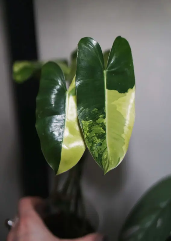 Philodendron Burle Marx variegata