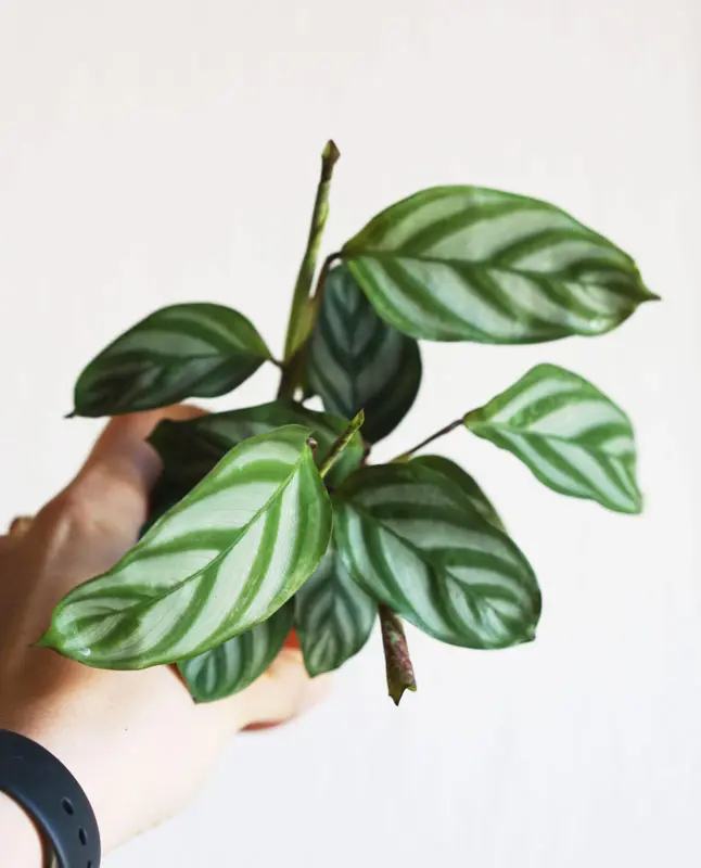 Baby Calathea concinna "Freddie"