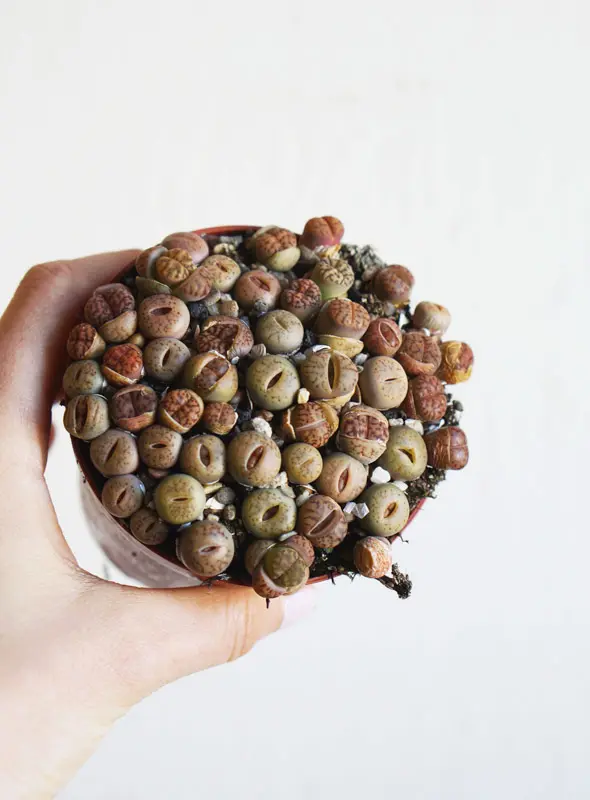 Lithops