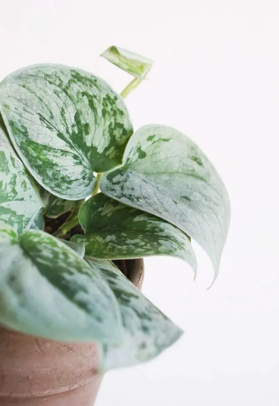 Scindapsus pictus Silvery Ann