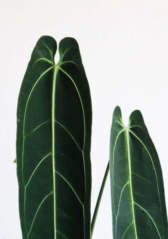 QUEEN Anthurium Warocqueanum (mierne poškodenia)