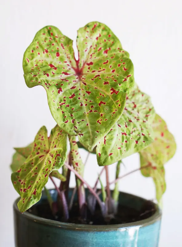 Caladium Miss Muffet
