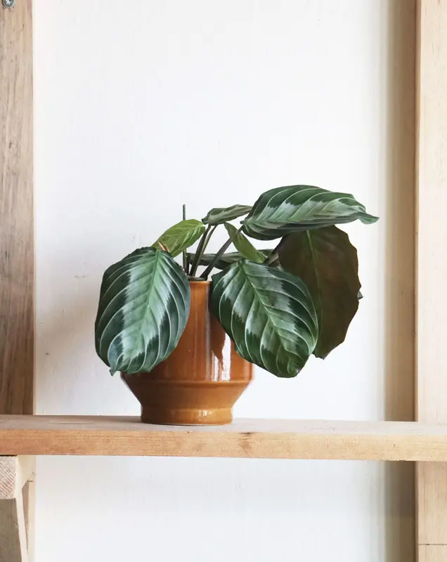Maranta Silver Band
