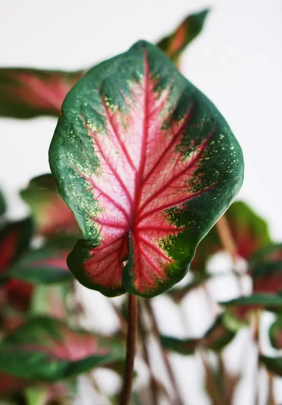 Caladium bicolor