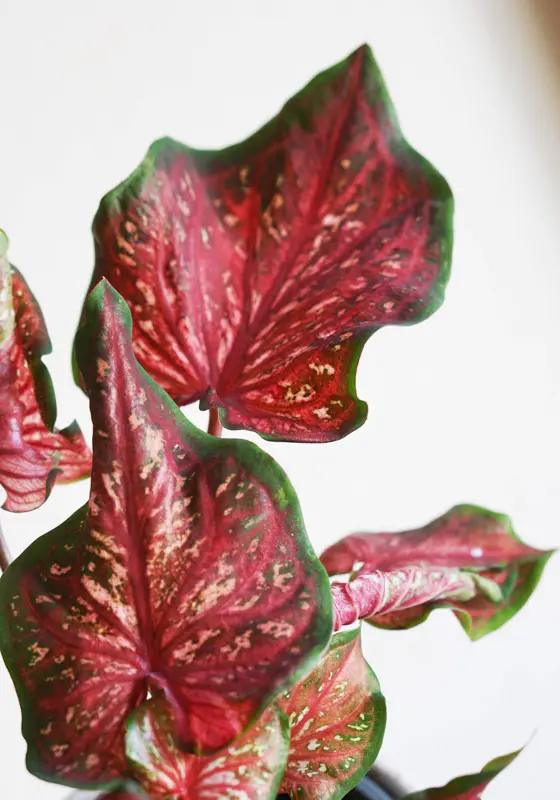 Caladium Scarlet Flame