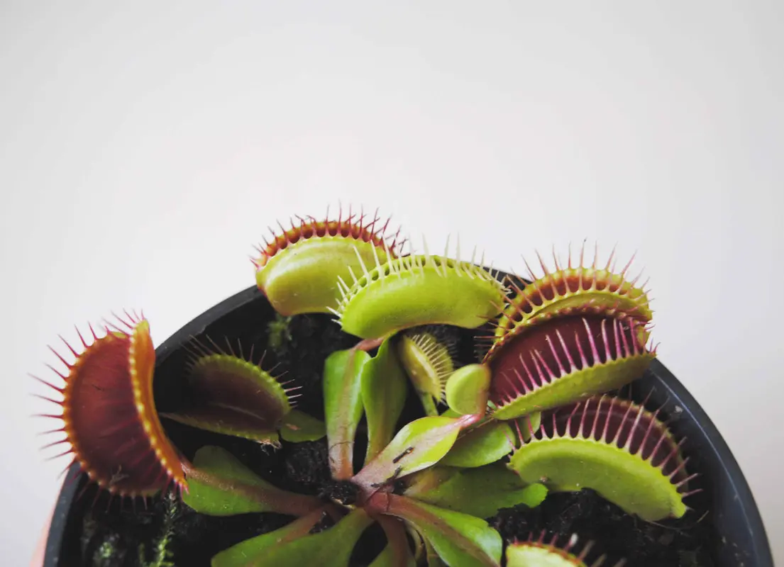 DIONAEA MUSCIPULA - Mucholapka -mäsožravka -