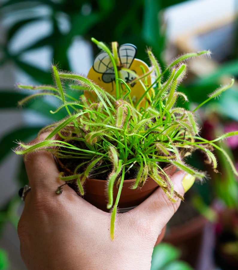 Drosera Broomensis - Rosička
