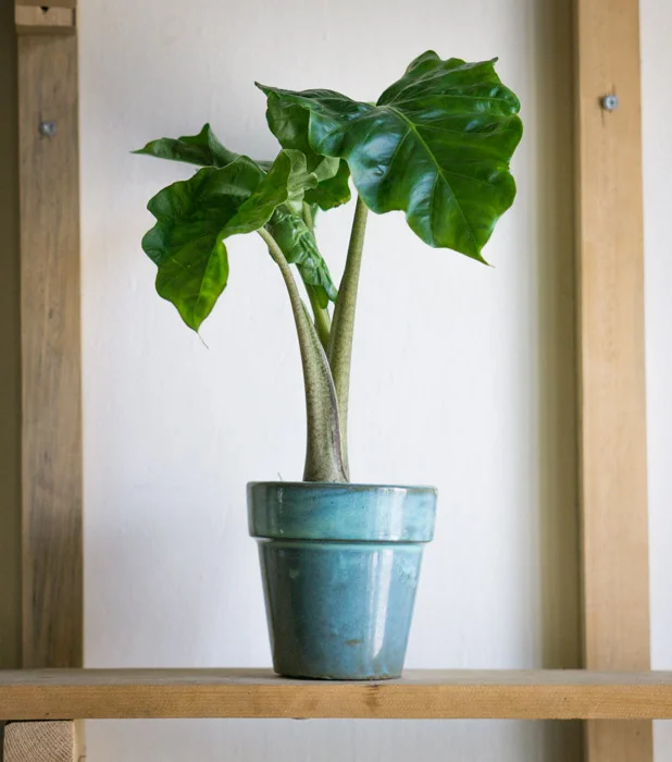 Alocasia Portora Low Rider