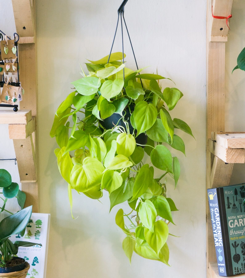 Philodendron Hederaceum Lemon Lime
