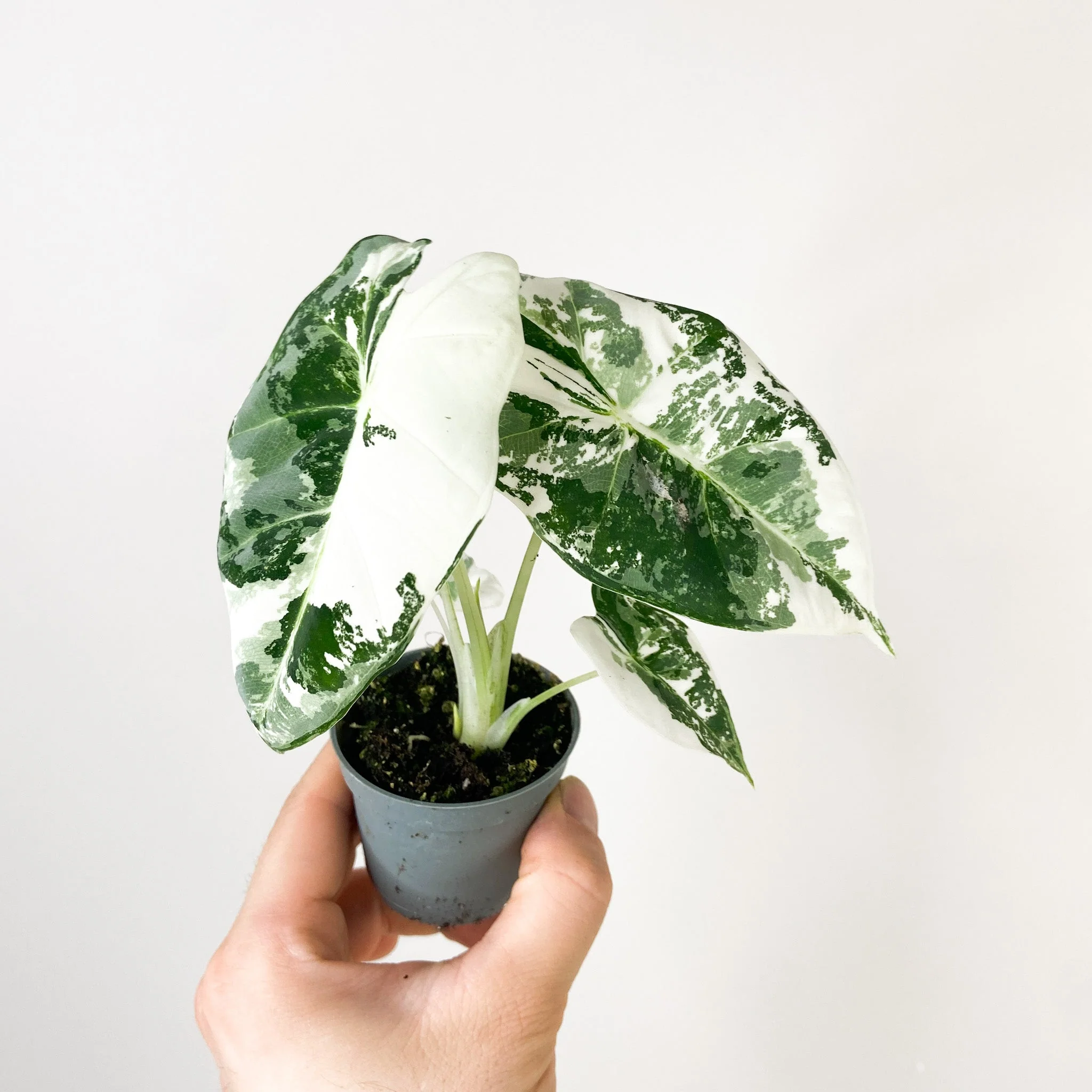 Baby Alocasia Micholitziana Frydek variegata (náhodný kus)