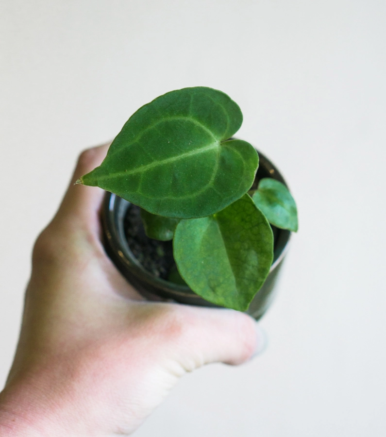 Baby Anthurium Magnificum