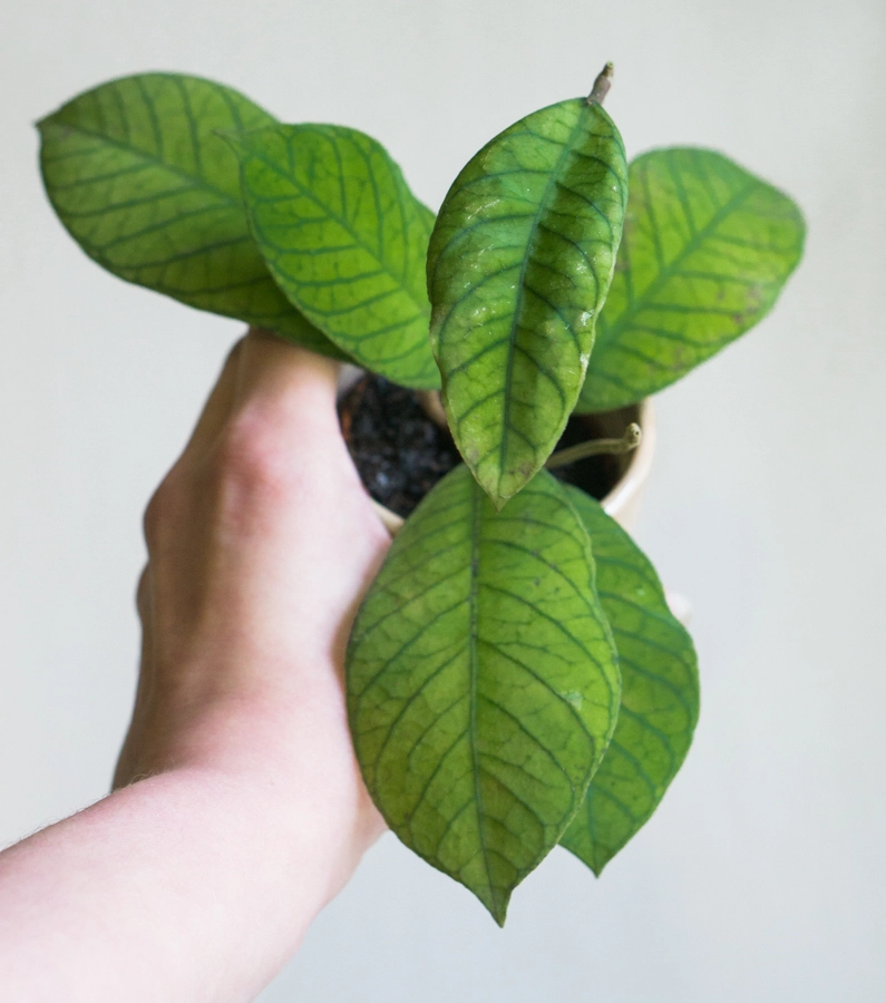 Baby Hoya sp. Gunung Gading
