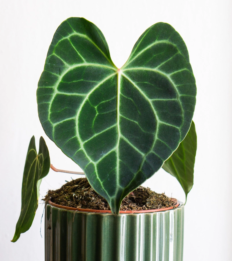 Anthurium Clarinervium (Zachráň ma)