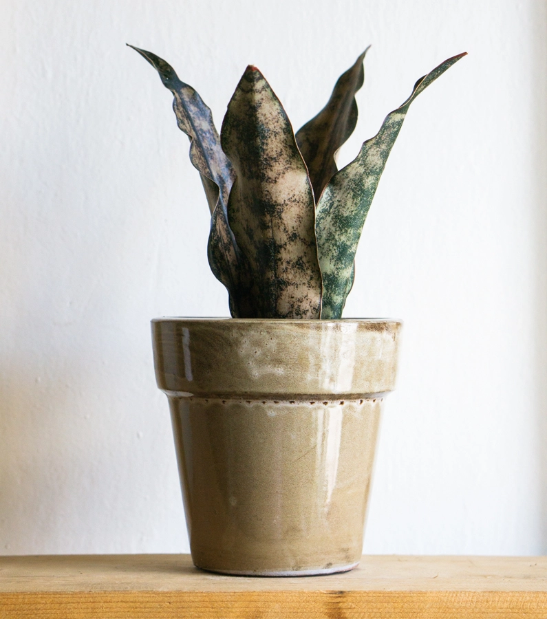 Sansevieria Kirkii var. Pulchra "Coppertone"