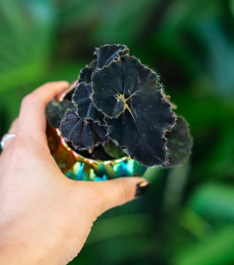 Baby Begonia Rex Dark Mambo