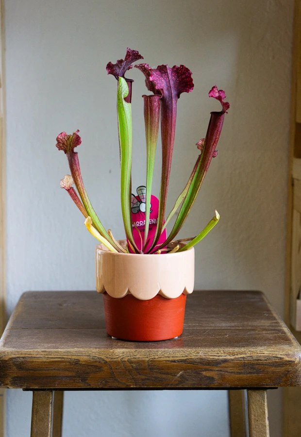 Sarracenia purpurea 'Judith' - mäsožravka